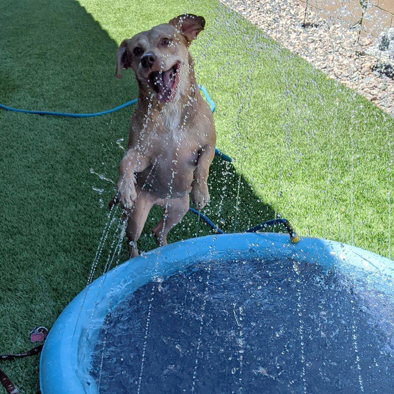 Piscina com Chafariz | Para Cachorro